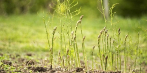 Špargle: kako uzgajati na selu, sadnja i njega